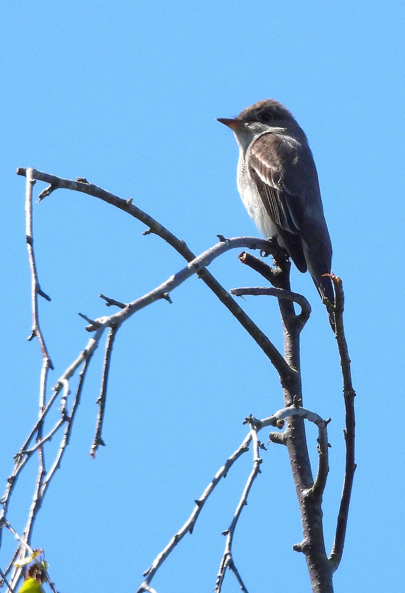Western Wood-Pewee - ML635340232