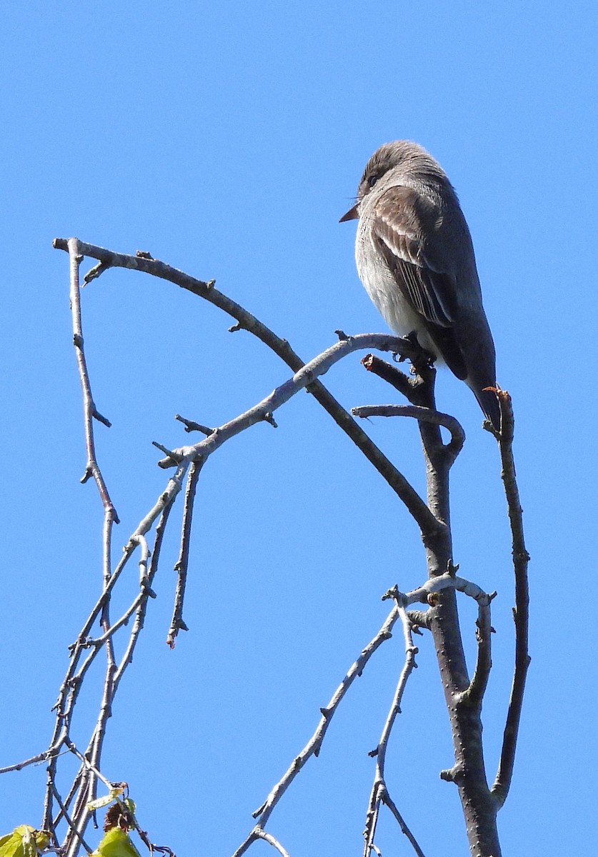 Western Wood-Pewee - ML635340233