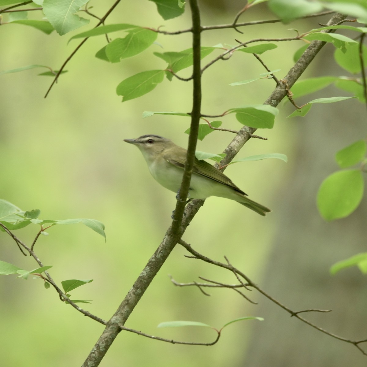 Red-eyed Vireo - ML635340265
