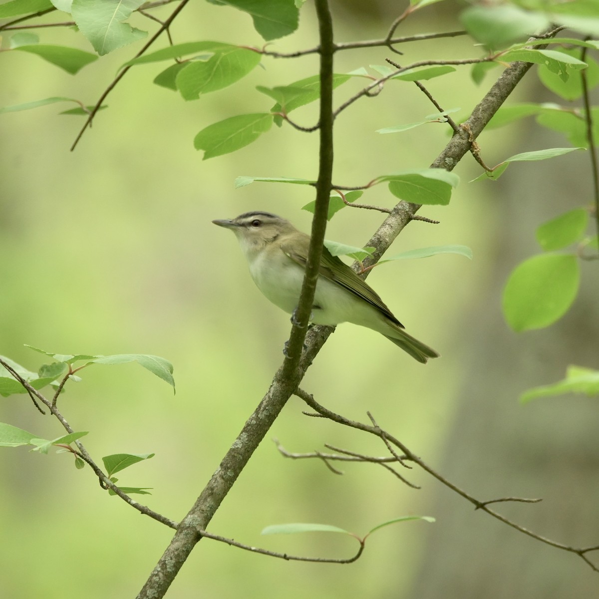 Red-eyed Vireo - ML635340266