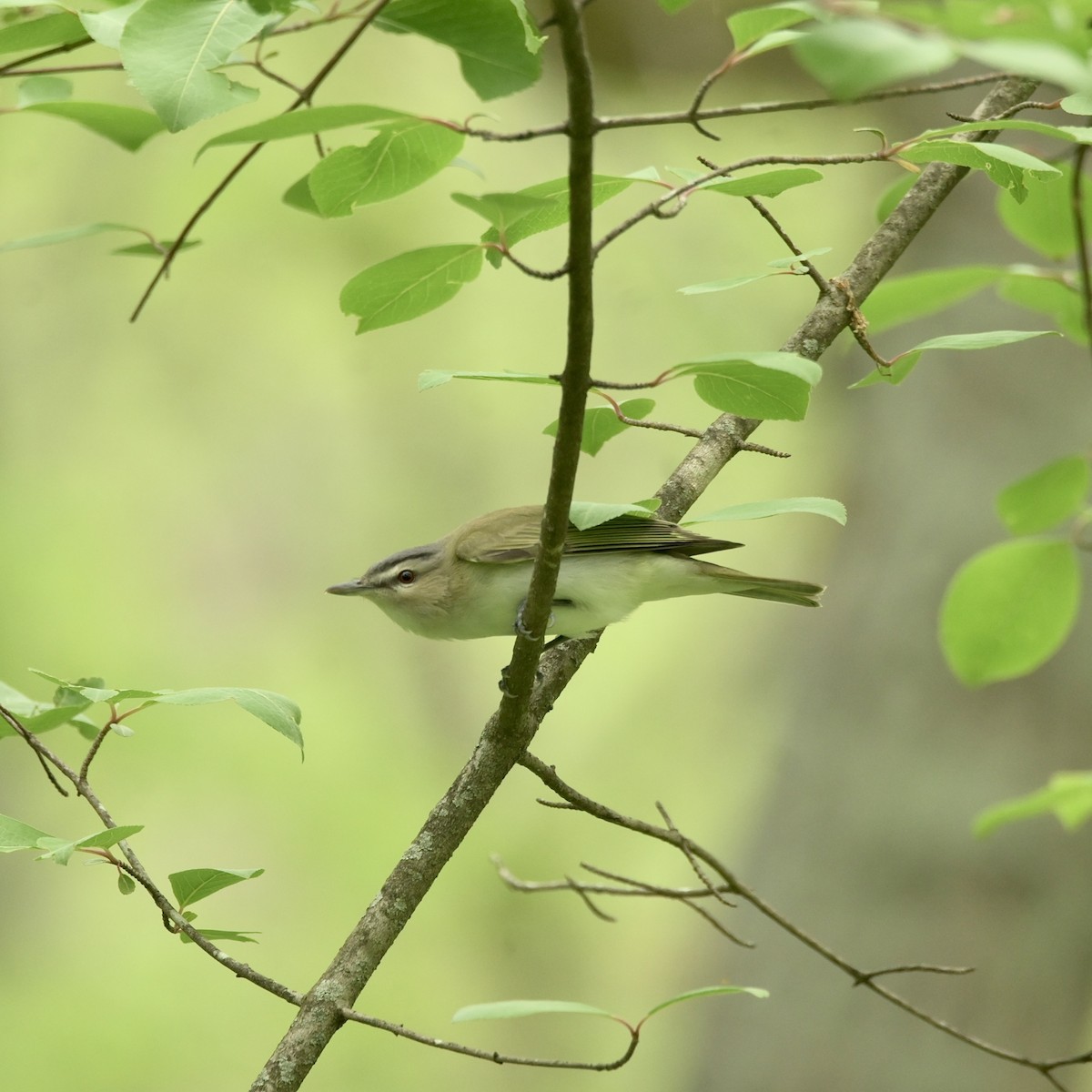 Red-eyed Vireo - ML635340269