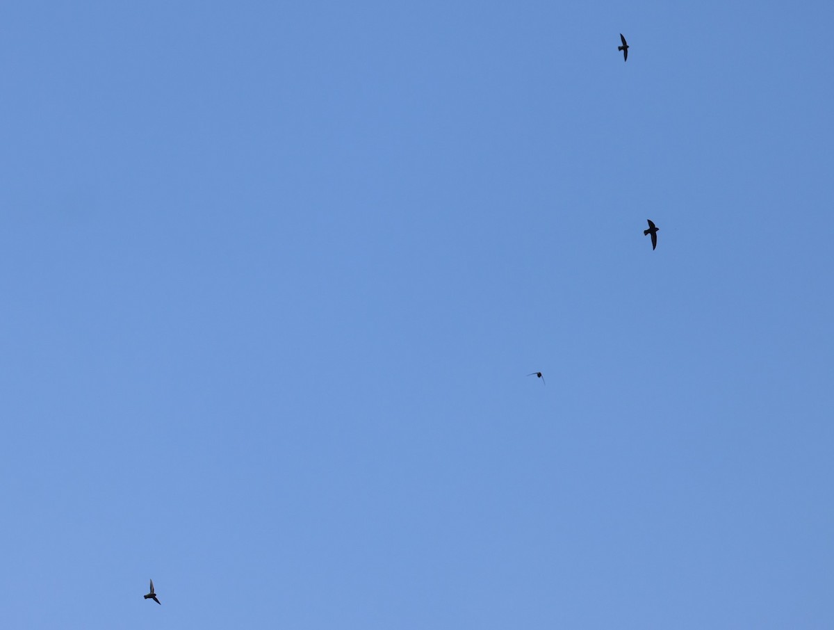 Chimney Swift - ML635340298