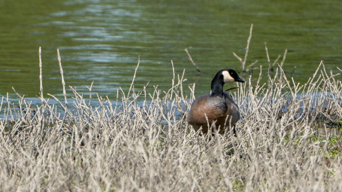 Branta kanadar txikia - ML635340310