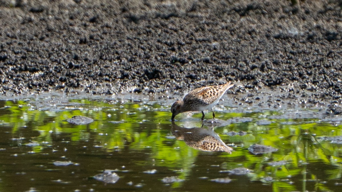 Least Sandpiper - ML635340341