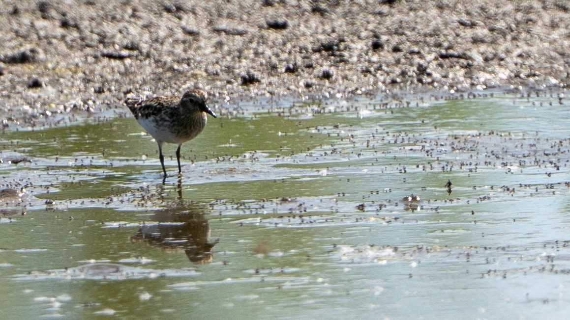 Least Sandpiper - ML635340342