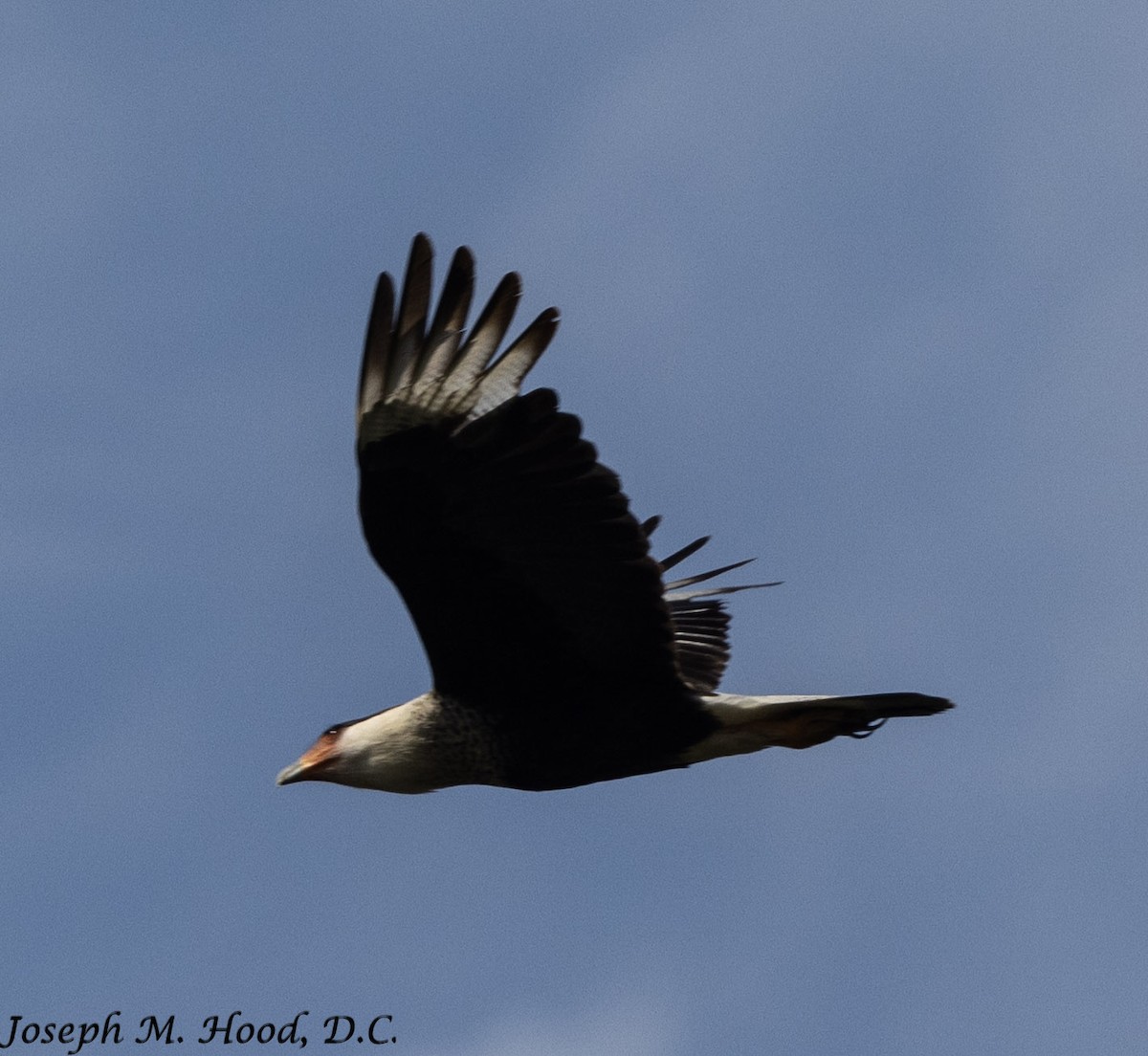 Crested Caracara - ML635340362