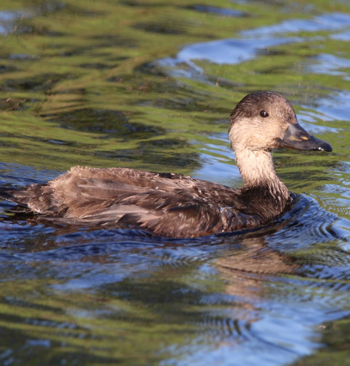 Black Scoter - ML635340425