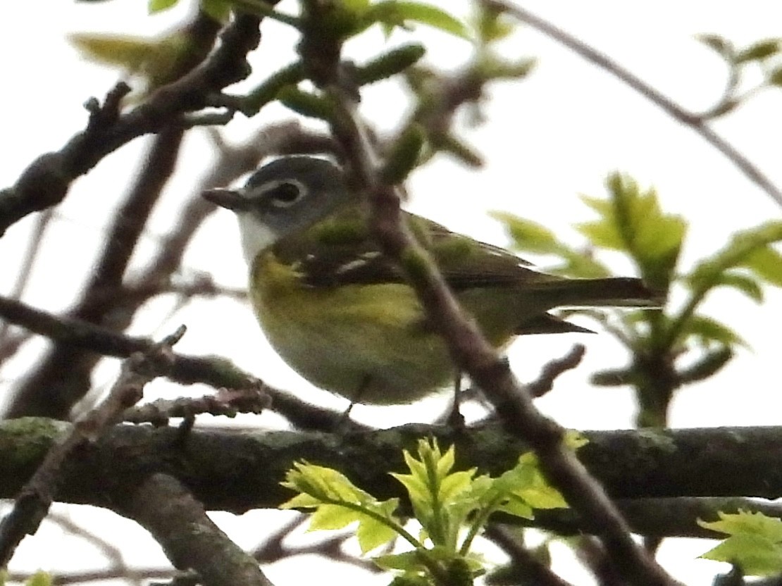 Blue-headed Vireo - ML635340431