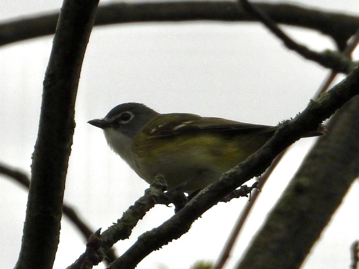 Blue-headed Vireo - ML635340432