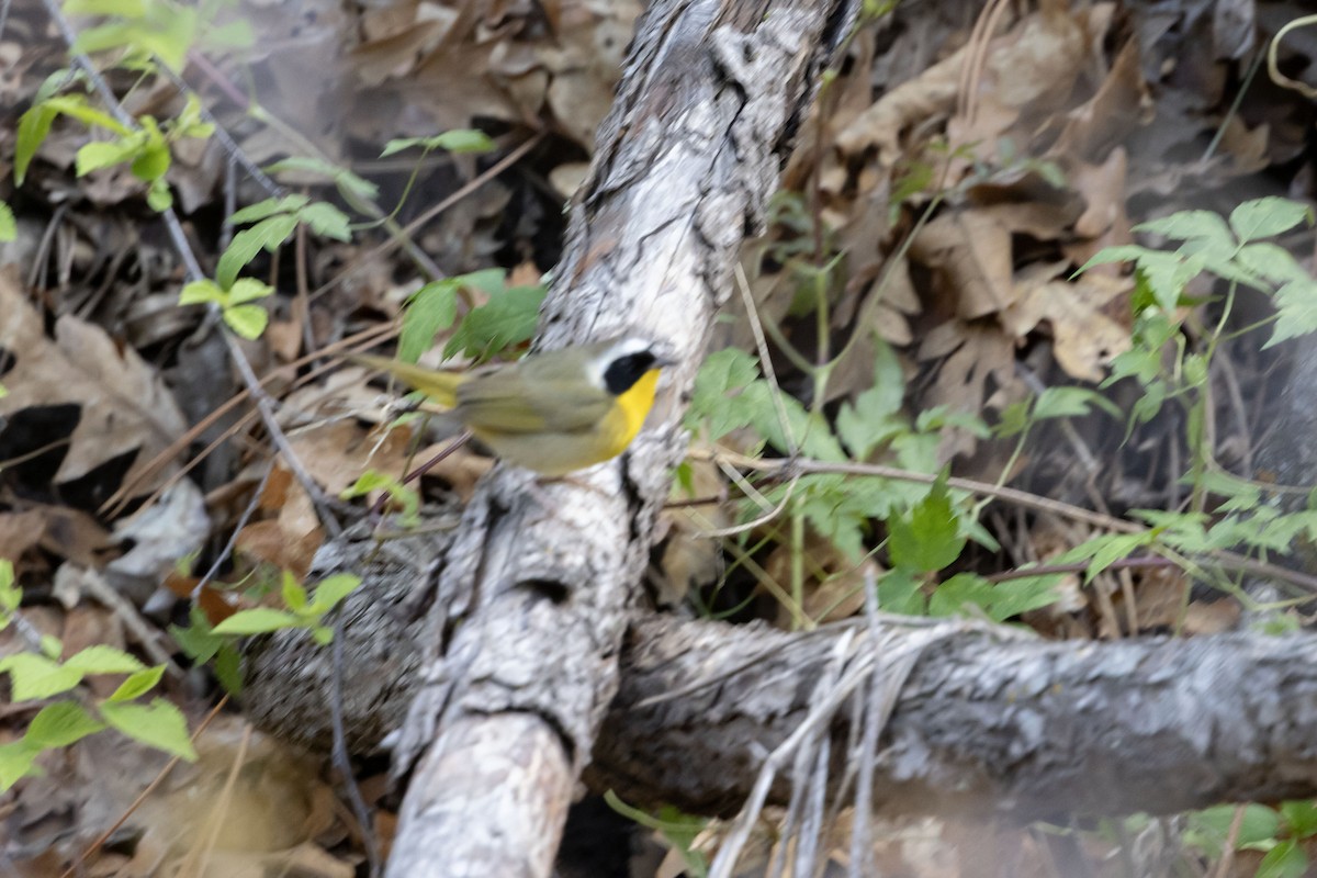 Common Yellowthroat - ML635340442