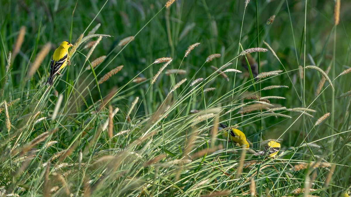 American Goldfinch - ML635340453