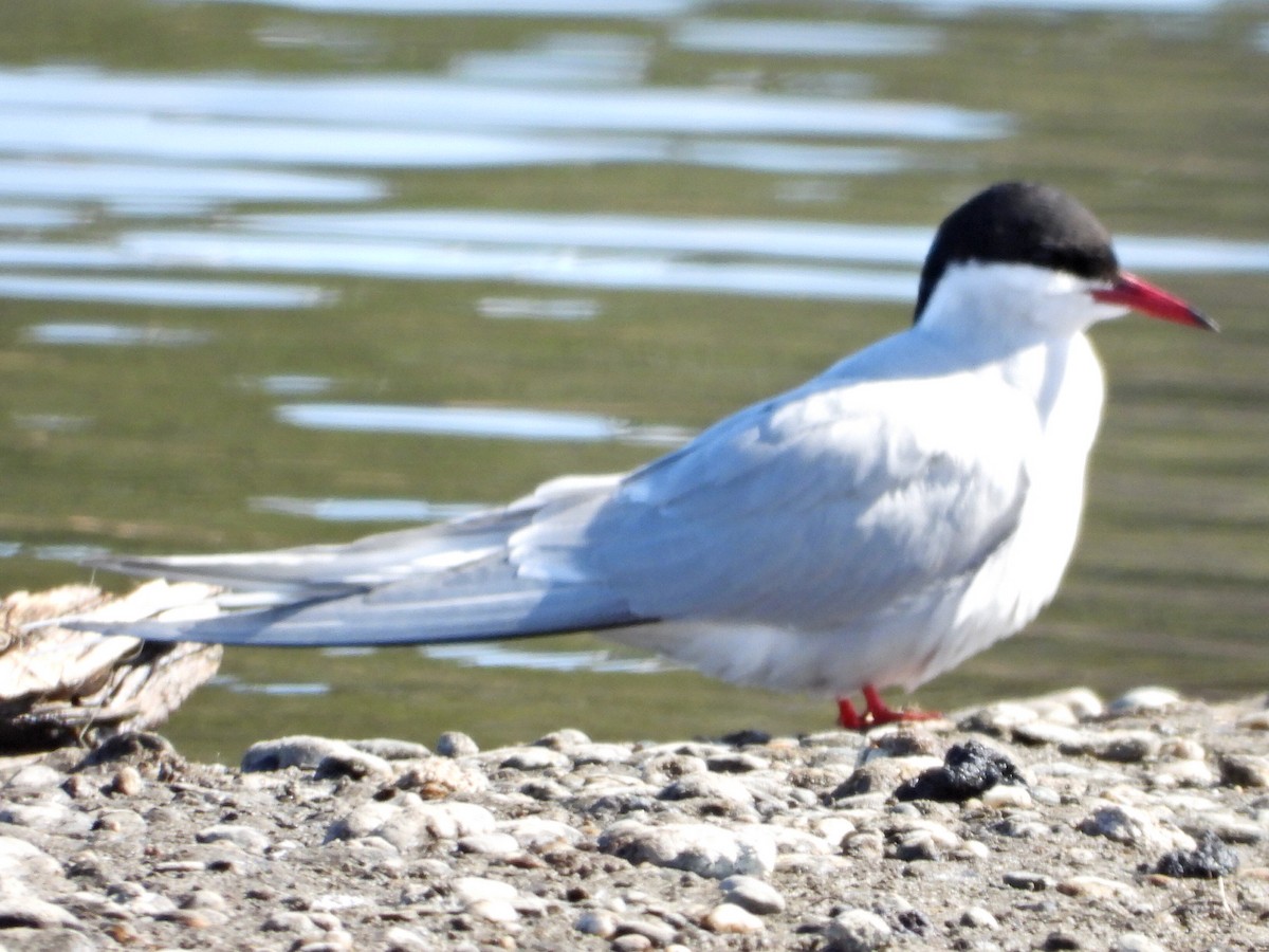 Arctic Tern - ML635340530