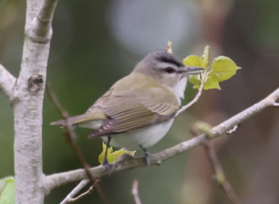 Red-eyed Vireo - ML635340554