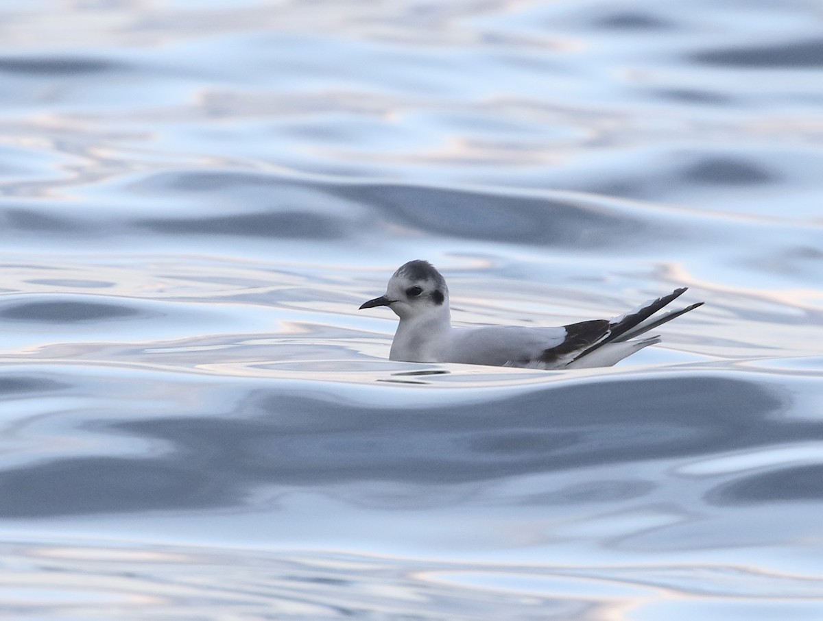 Mouette pygmée - ML635340564