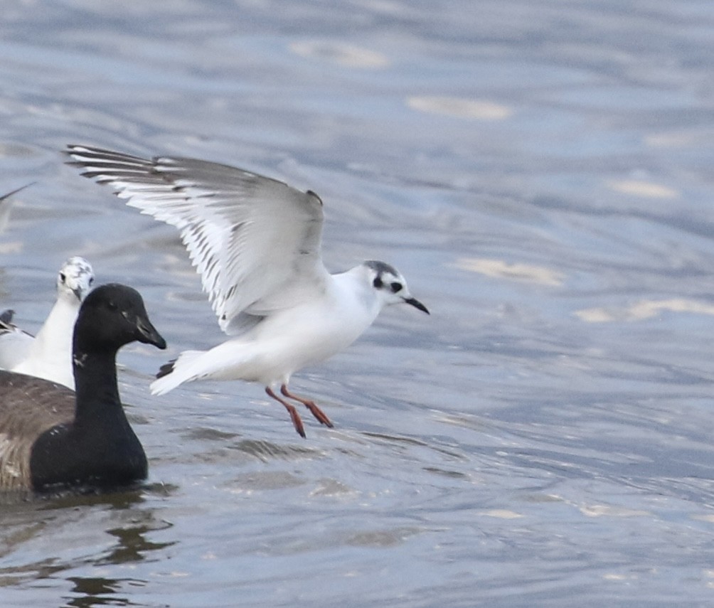 Mouette pygmée - ML635340565