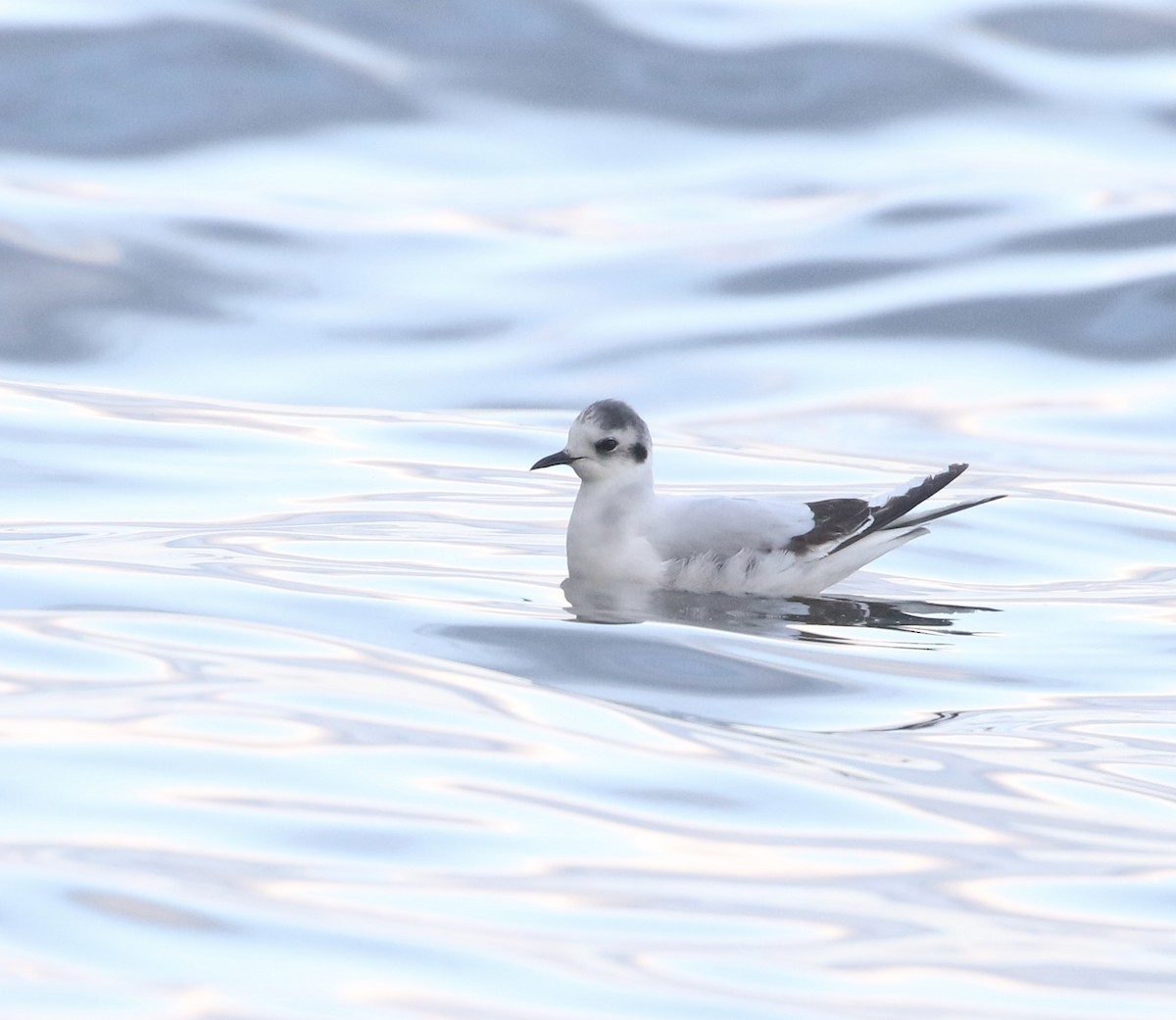 Mouette pygmée - ML635340566