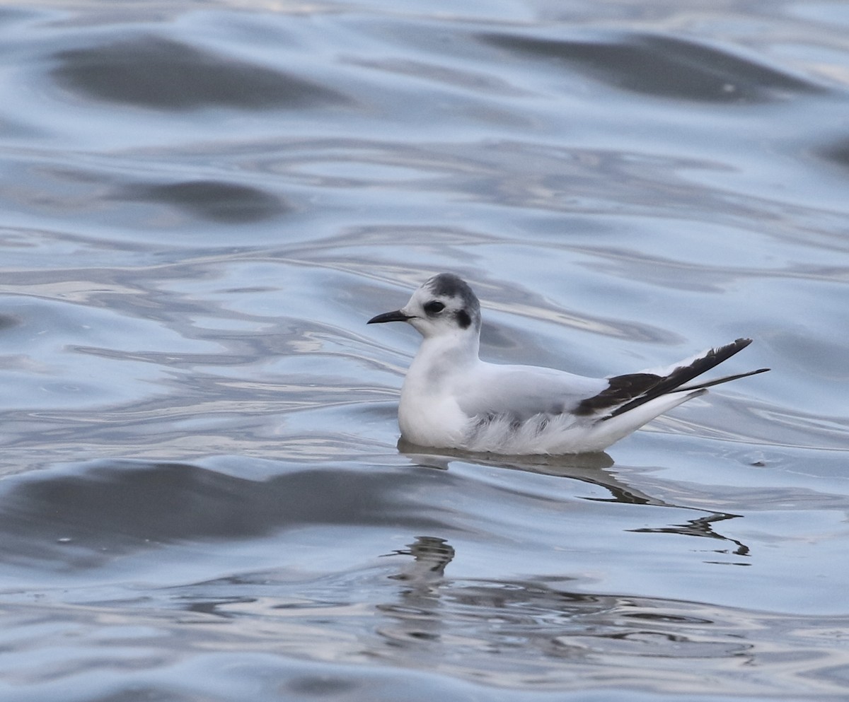 Mouette pygmée - ML635340567