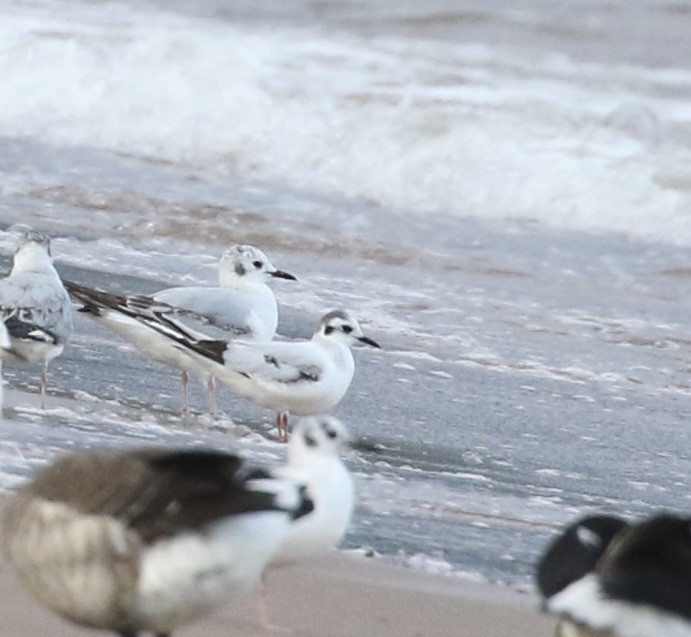 Mouette pygmée - ML635340568