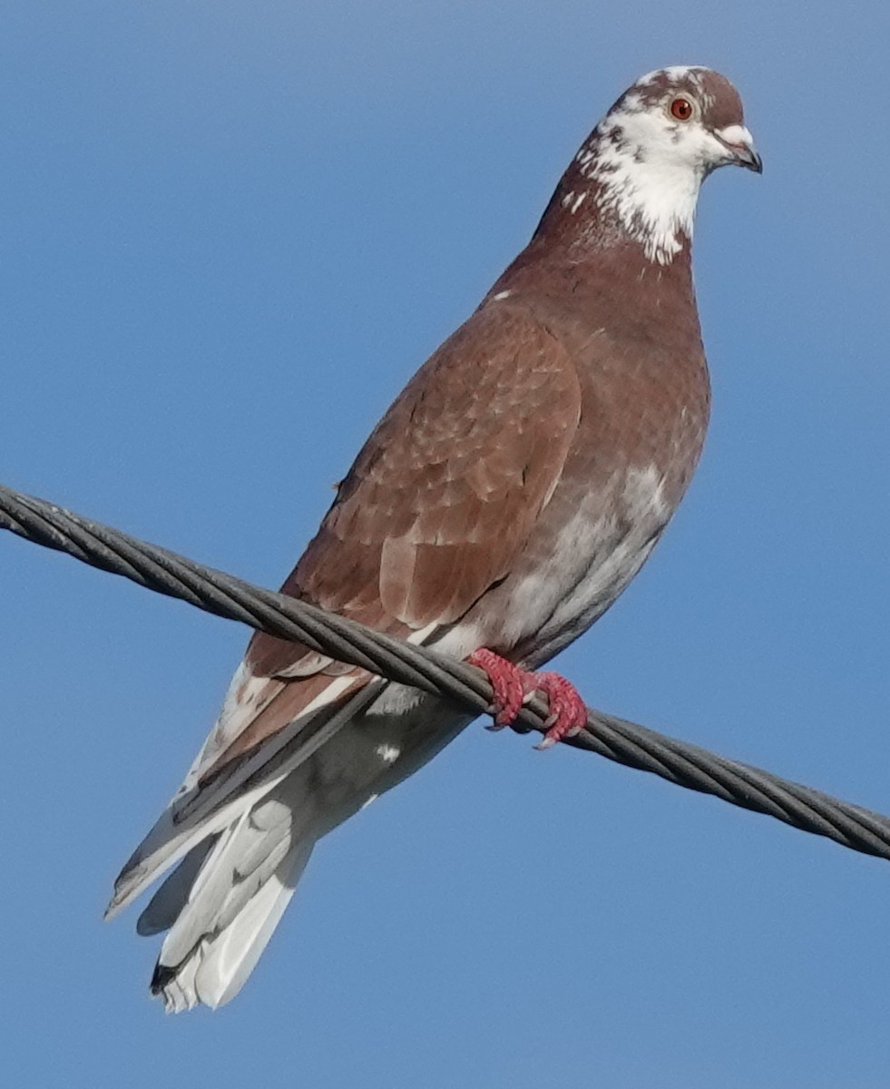 Rock Pigeon (Feral Pigeon) - ML635340586