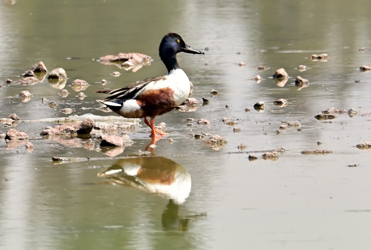 Northern Shoveler - ML635340603