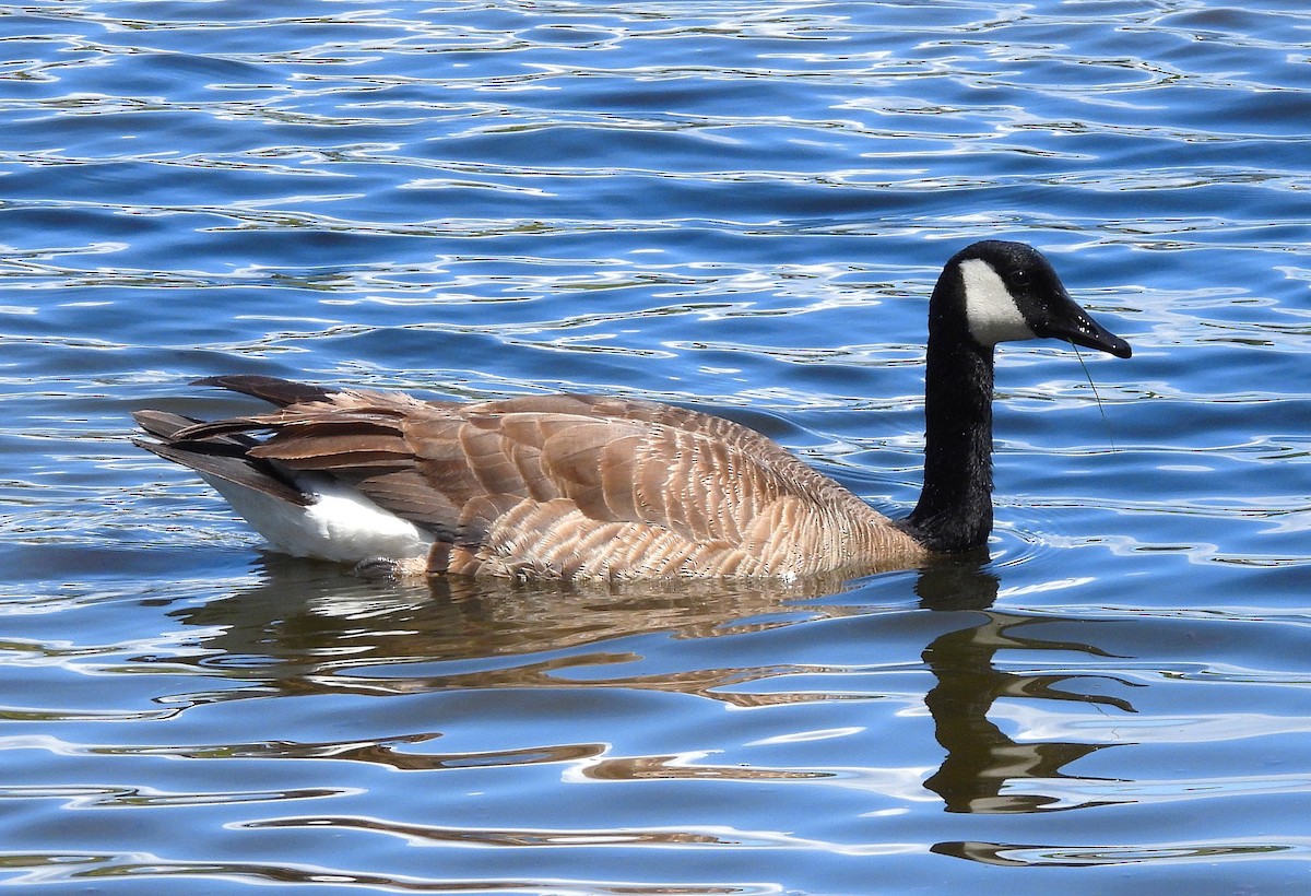 Canada Goose (canadensis Group) - ML635340639