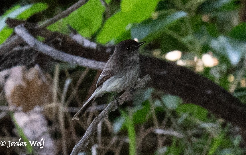 Eastern Phoebe - ML635340703