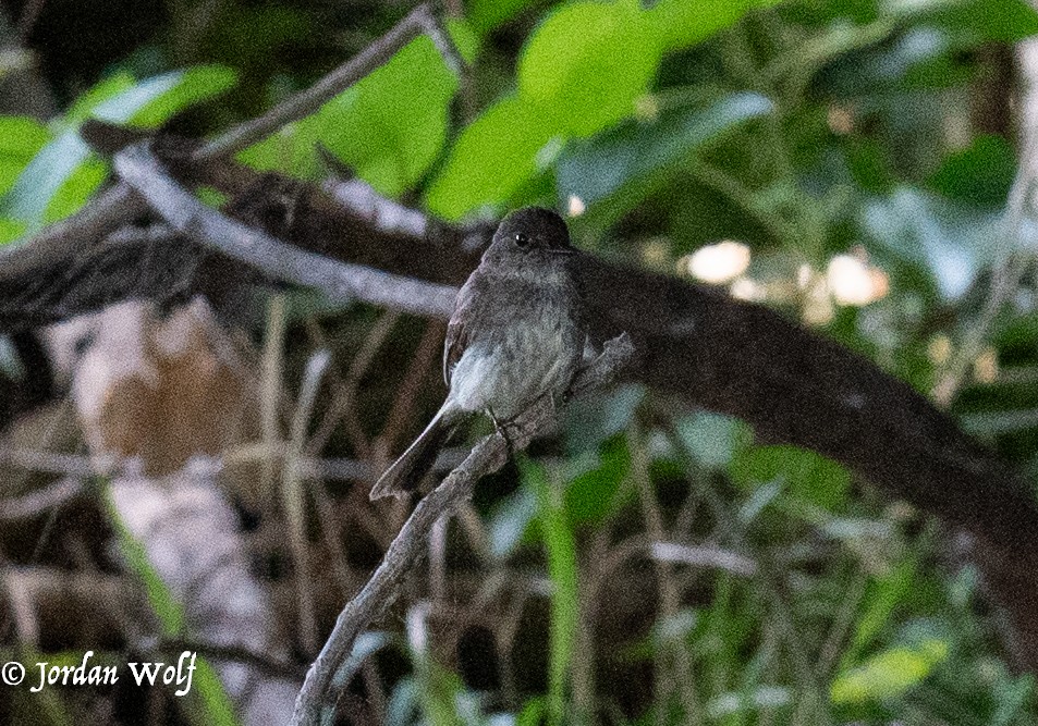 Eastern Phoebe - ML635340704