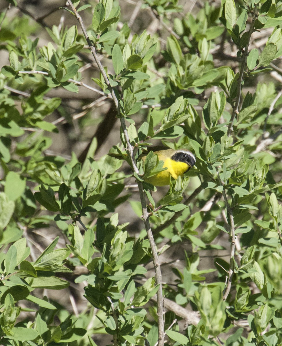 Common Yellowthroat - ML635340754