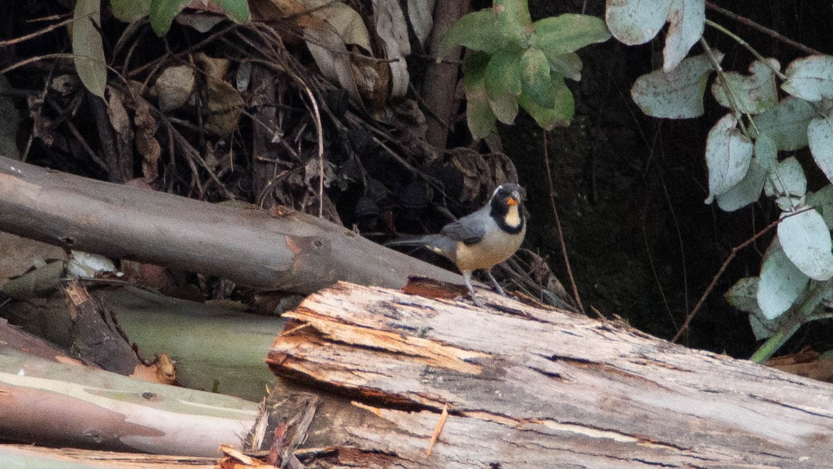 Golden-billed Saltator - ML635340791