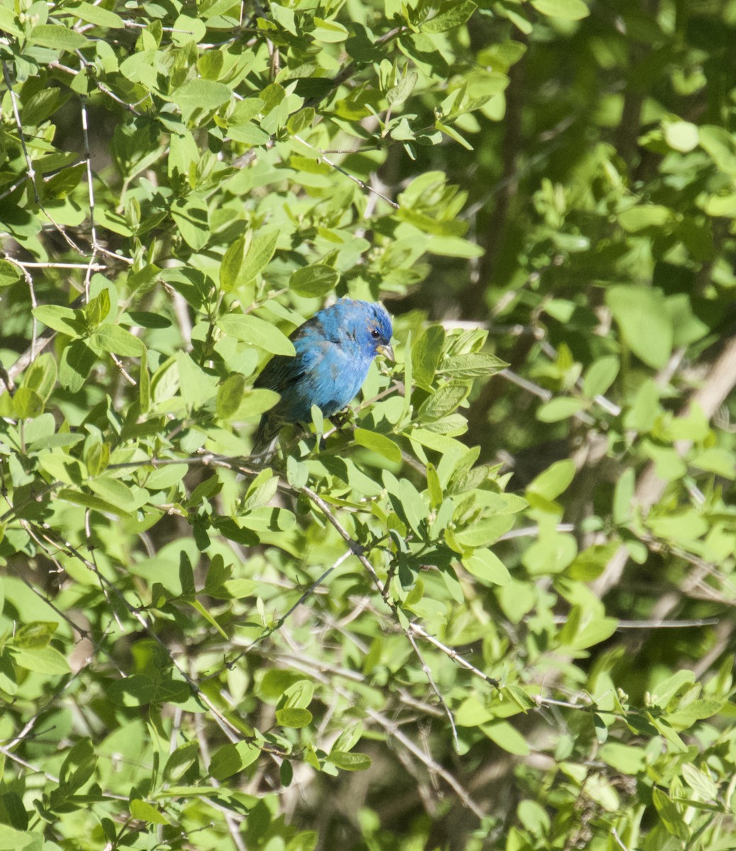 Indigo Bunting - ML635340793