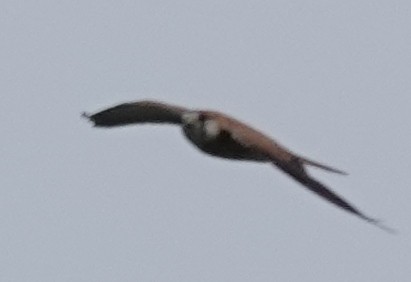 Nankeen Kestrel - ML635340807