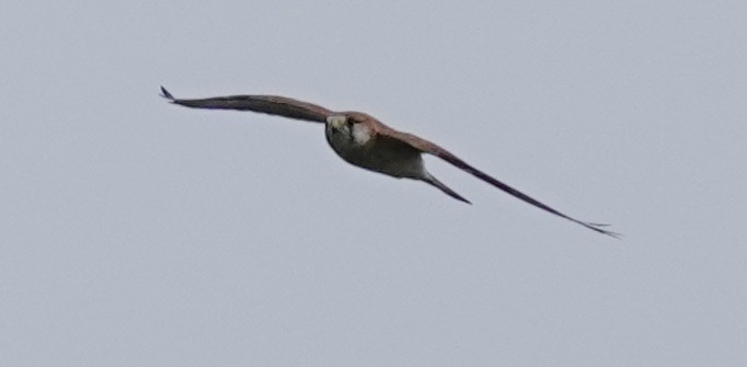 Nankeen Kestrel - ML635340808