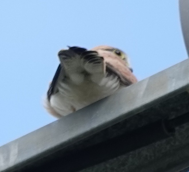 Nankeen Kestrel - ML635340809