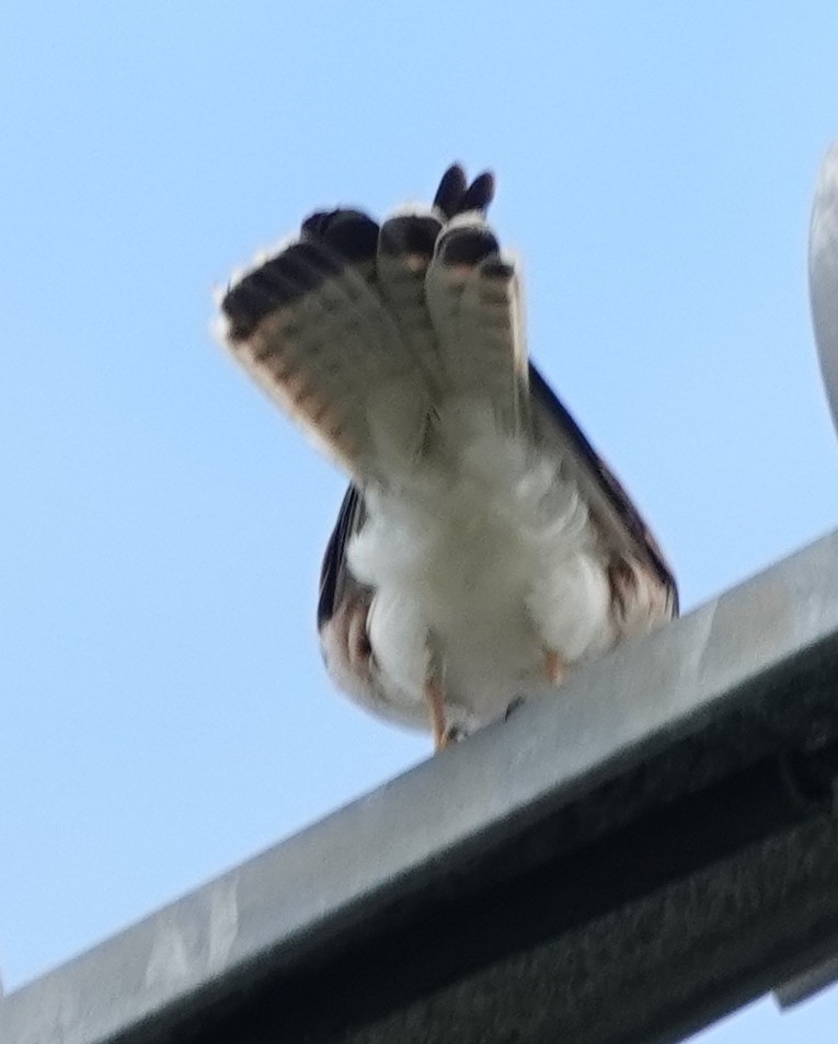 Nankeen Kestrel - ML635340810