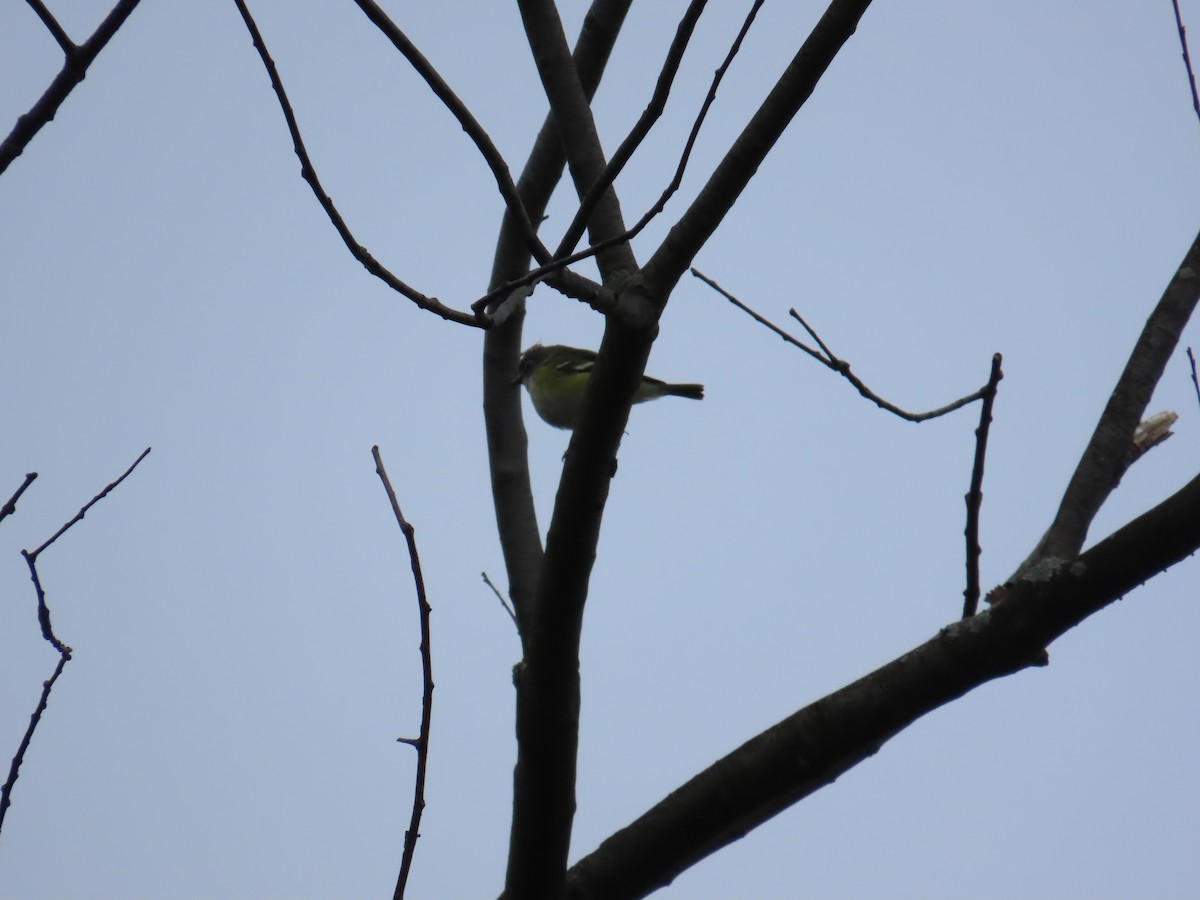 Blue-headed Vireo - ML635340812