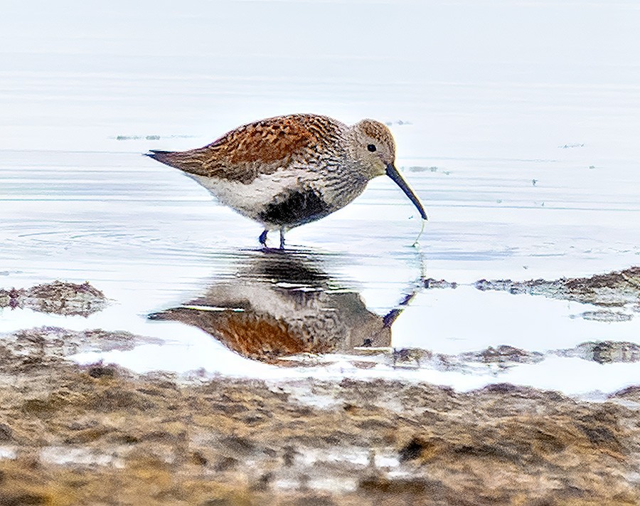 ハマシギ - ML635340828