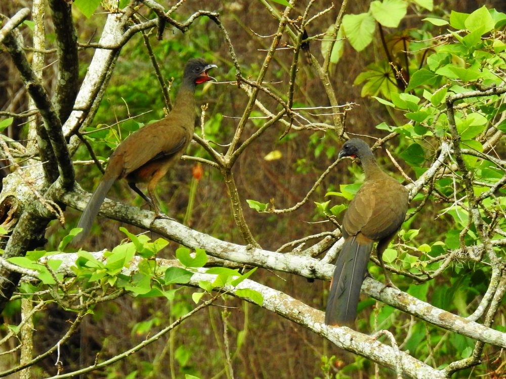 Chachalaca Culirroja - ML635340830