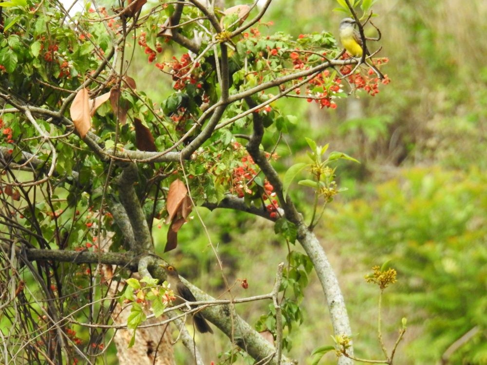Spectacled Thrush - ML635340844