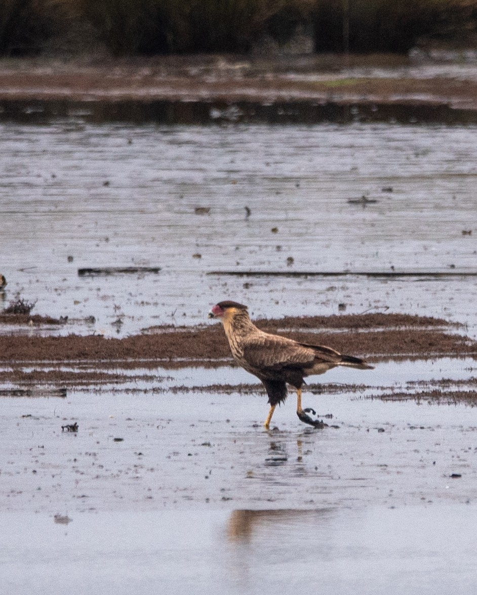 Crested Caracara - ML635340860