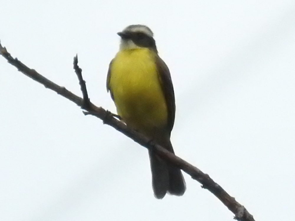Social Flycatcher - ML635340904