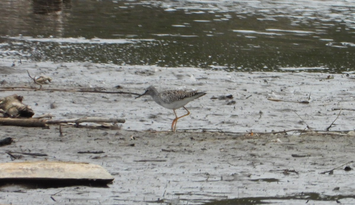 Lesser Yellowlegs - ML635340907