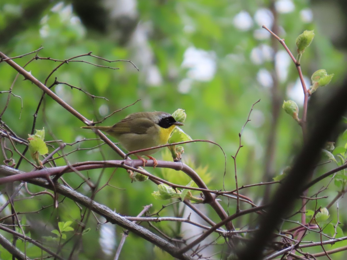 Common Yellowthroat - ML635340950