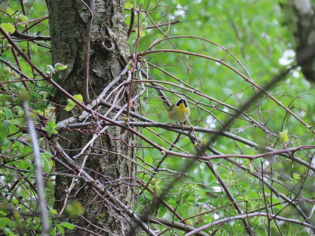 Common Yellowthroat - ML635340967