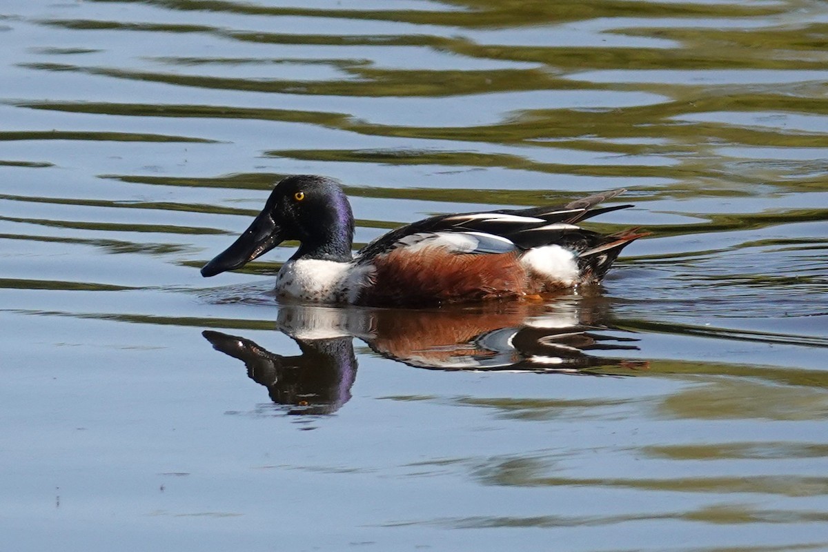 Northern Shoveler - ML635340968