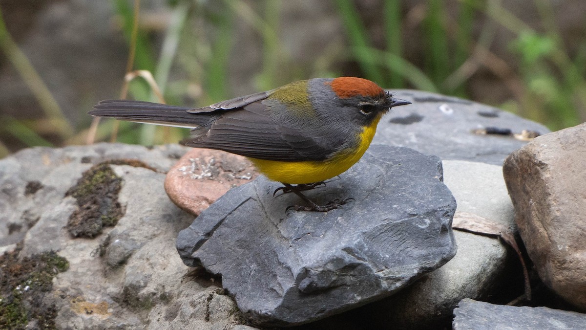 Brown-capped Redstart - ML635340972