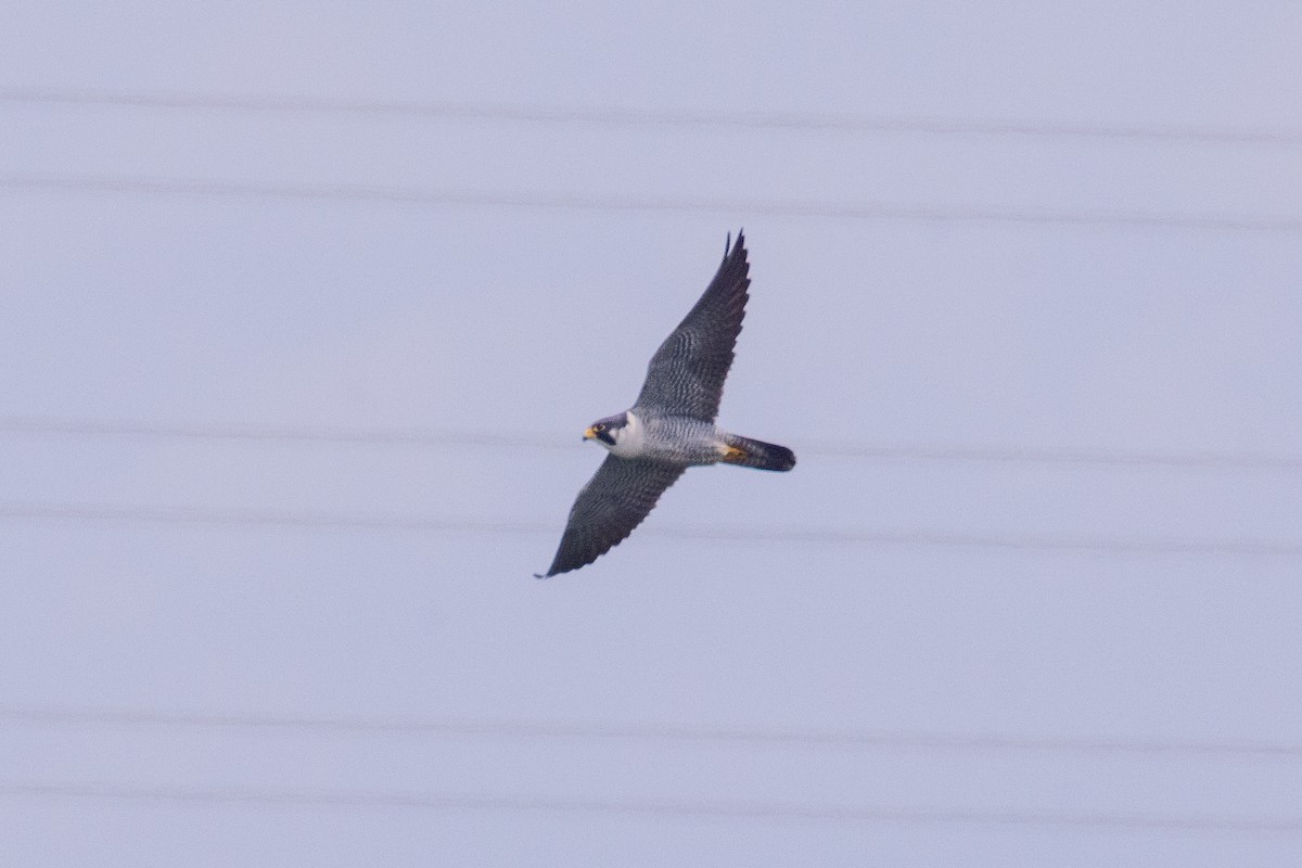Peregrine Falcon - ML635341031