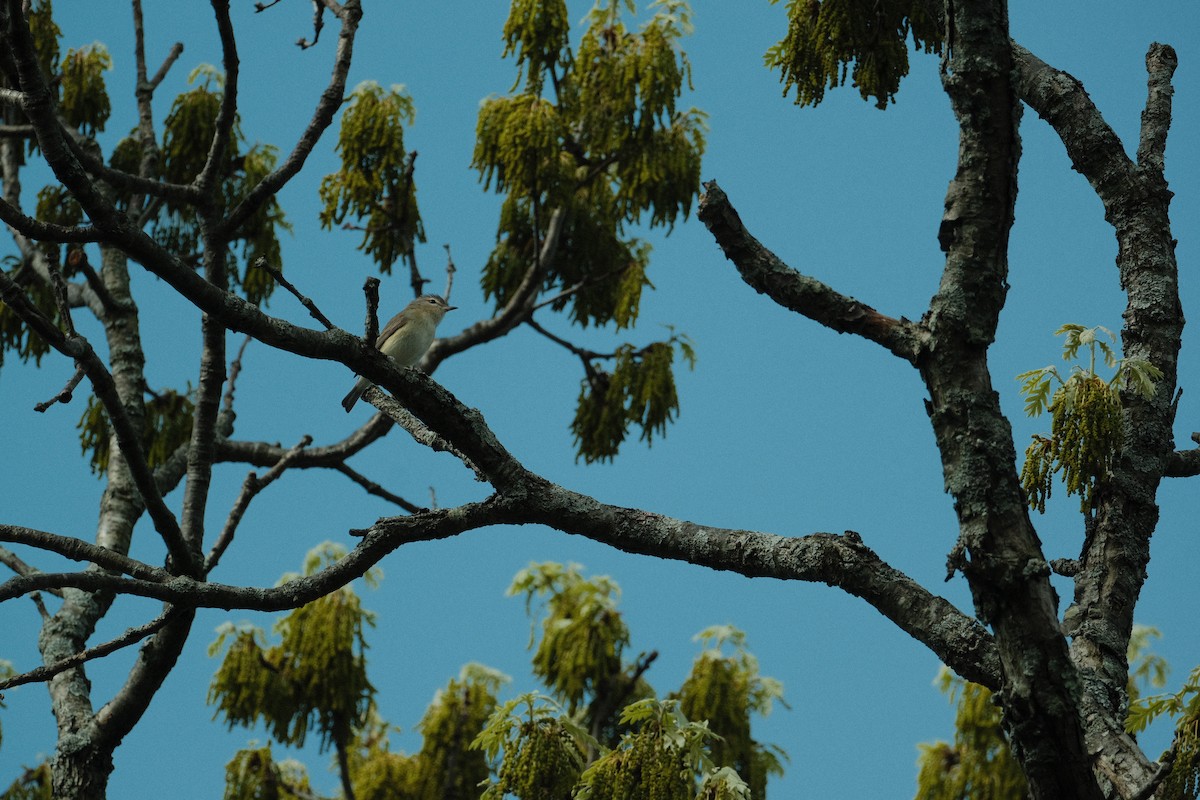 Red-eyed Vireo - ML635341042