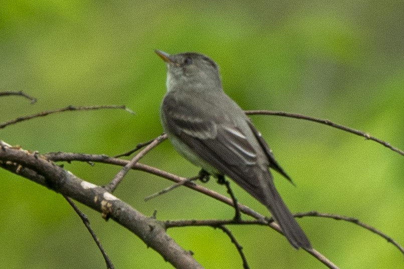 østpivi - ML635341045