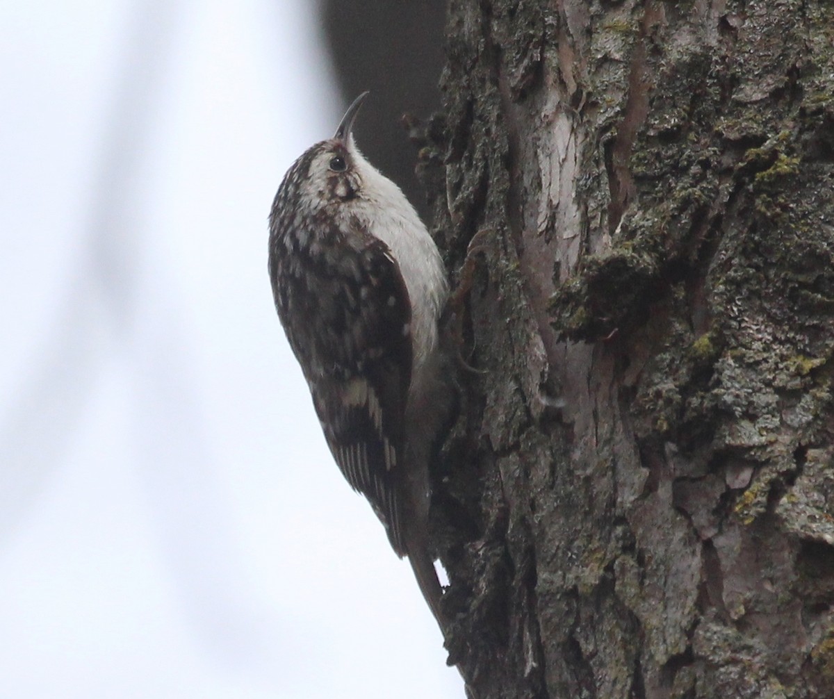 Brown Creeper - ML635341080