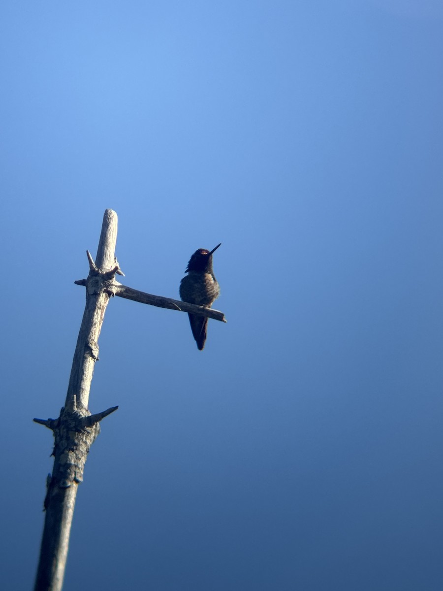 Anna's Hummingbird - ML635341110